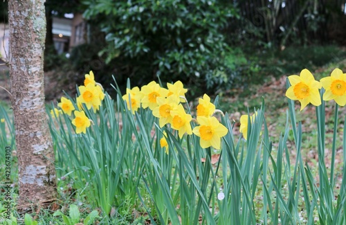 春の便り　花　スイセン　風景