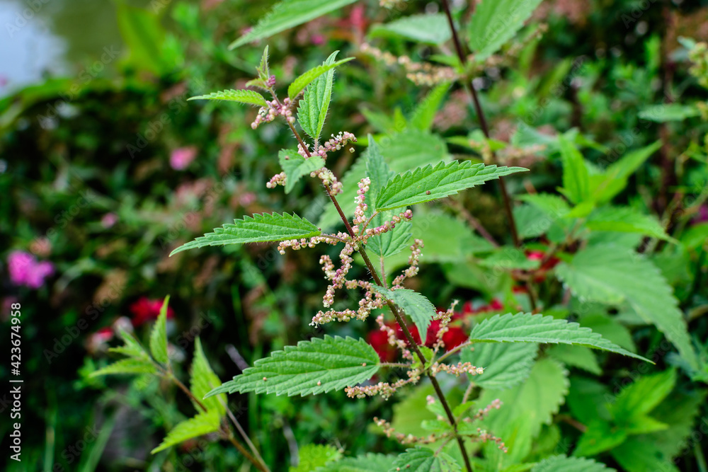 Green leaves and small flowers of Urtica dioica, known as common nettle, stinging nettle or nettle leaf, fresh green leaves in a forest. Green leaves and small flowers of Urtica dioica, known as common nettle, stinging nettle or nettle leaf, fresh green leaves in a forest.