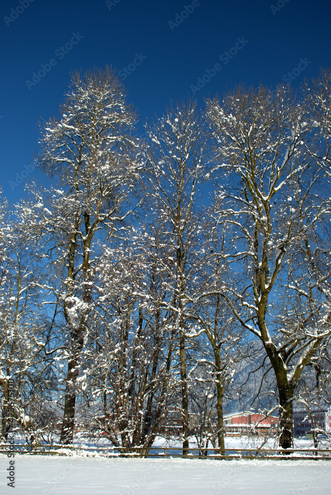 Fototapeta premium Branches covered with fresh snow in Schaan in Liechtenstein 16.1.2021