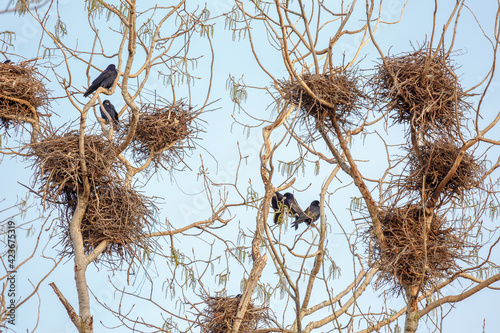 Corvus frugilegus. Rook colony with their nests in the branches of the poplars. Province of León, Spain.