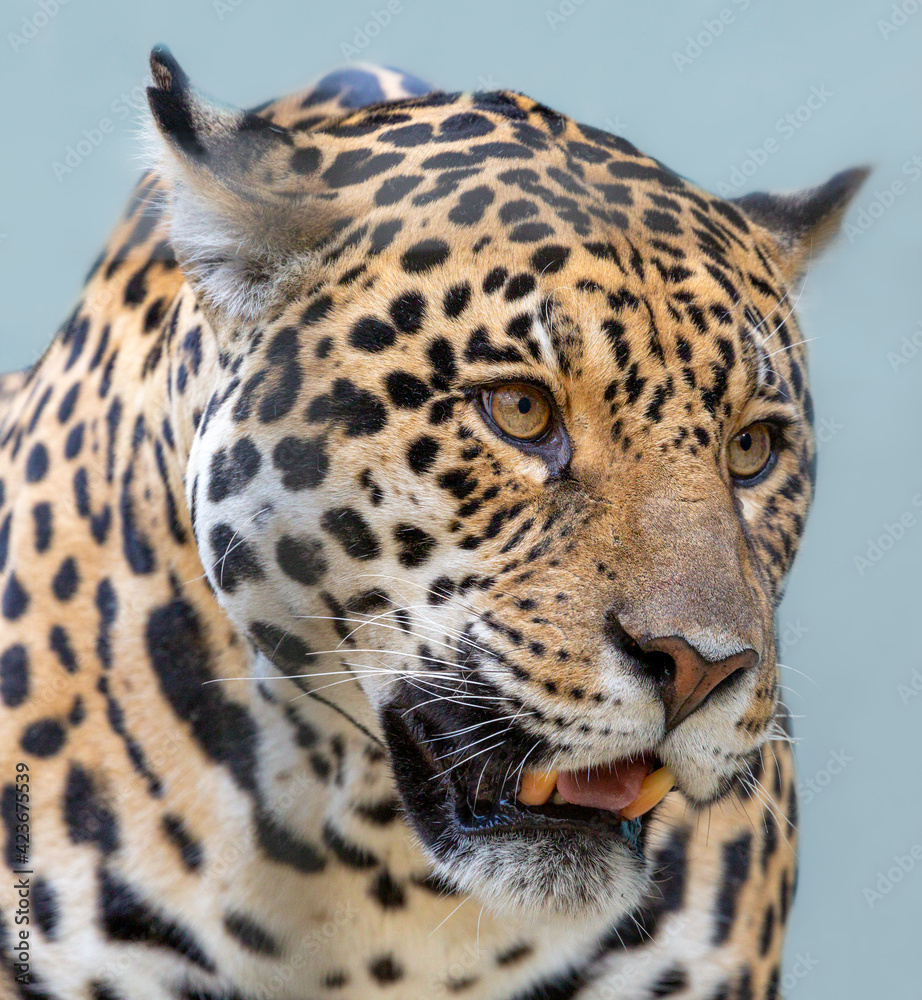 Close-up view of a Jaguar (Panthera onca) Close-up view of a Jaguar (Panthera onca)