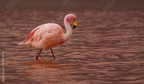 James Flamingo (Phoenicoparrus jamesi) at Laguna Colorada (Bolivia) photo