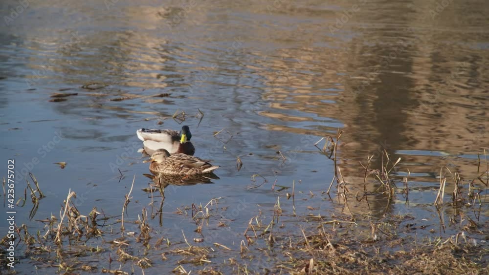 50 FPS Two Ducks Resting on a River Bank with Water Grass 50 FPS Two Ducks Resting on a River Bank with Water Grass