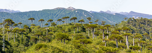 Araucaria forest at Conguillio N.P. (Chile) - panoramic view