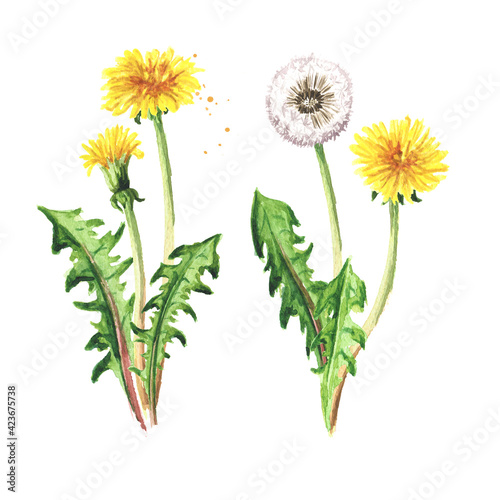 Wild medical plant dandelion flower set, Watercolor hand drawn illustration isolated on white background photo