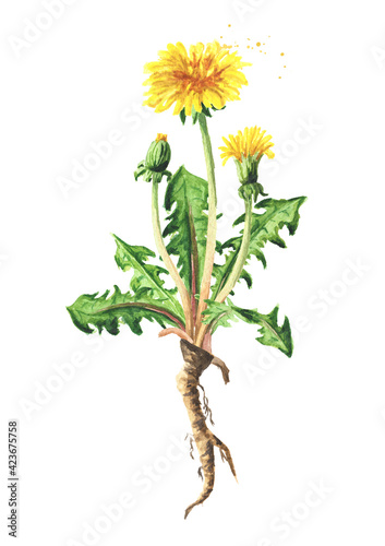 Wild medical plant dandelion flower with root, Watercolor hand drawn illustration isolated on white background