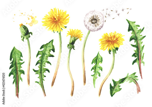Wild medical plant dandelion set, Watercolor hand drawn illustration isolated on white background photo