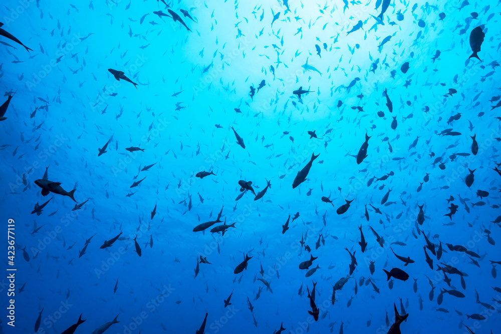 School of fish against surface and sun in Gapalagos School of fish against surface and sun in Gapalagos