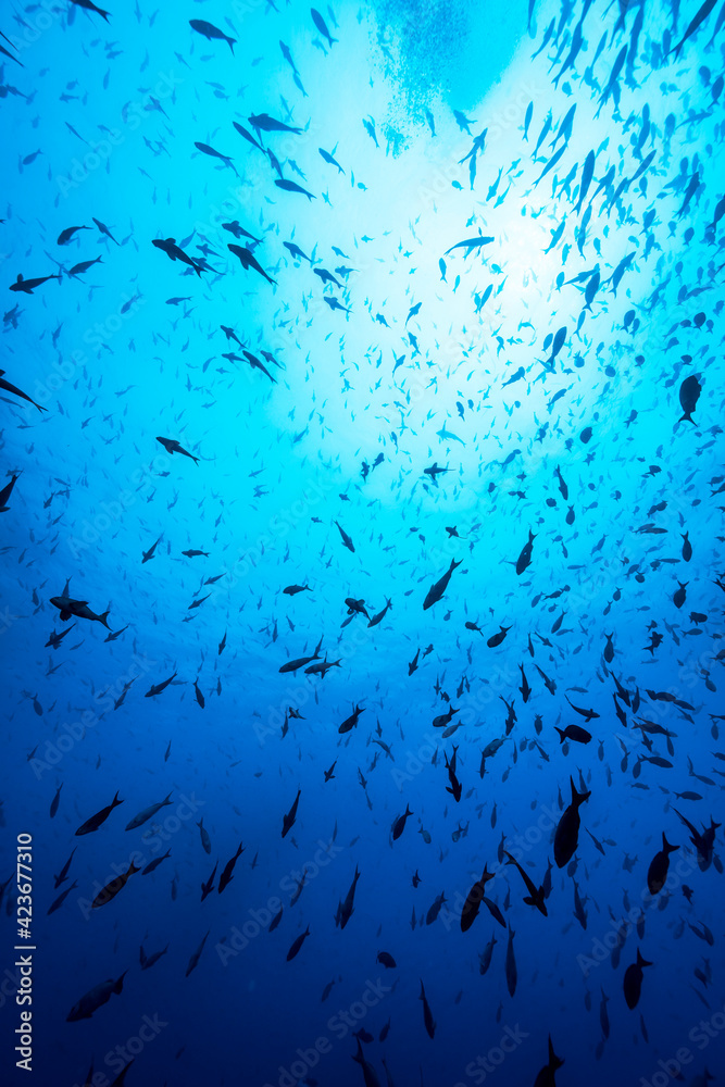 School of fish against surface and sun in Gapalagos School of fish against surface and sun in Gapalagos