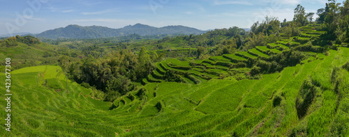 Spectacular panoramic view on rice terraces near Ruteng, in the mountains of Flores island, East Nusa Tenggara, Indonesia