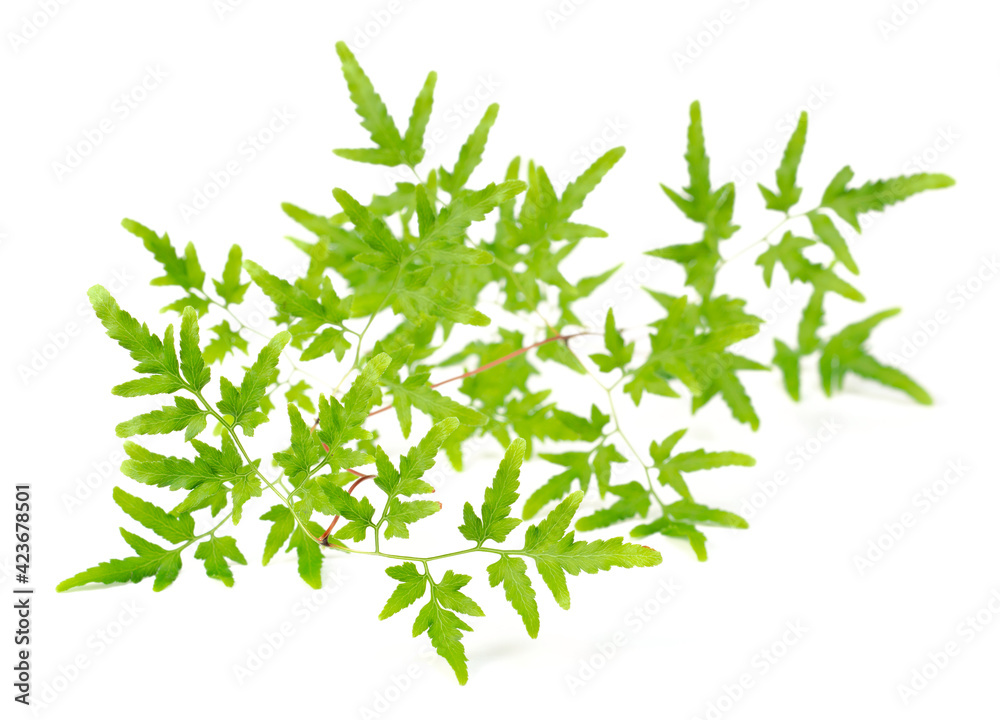 fresh Spora Lygodii leaves isolated on white background fresh Spora Lygodii leaves isolated on white background