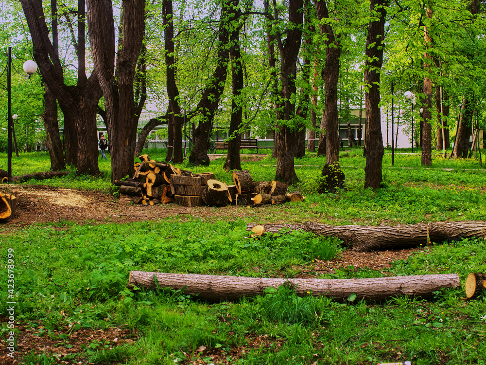 sawed old trees in the park in spring sawed old trees in the park in spring