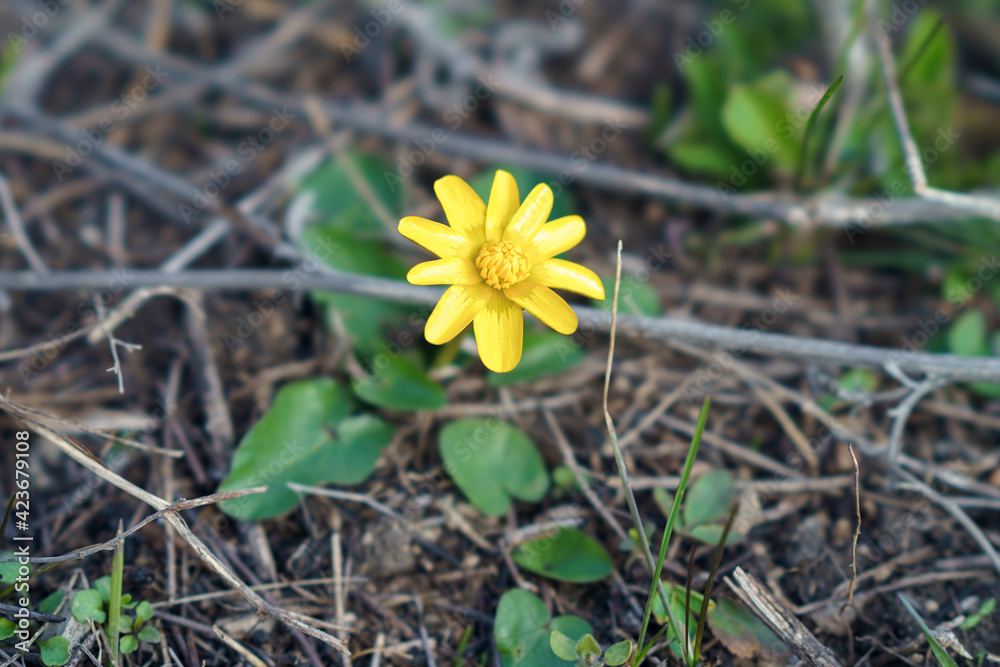 yellow mountain flower in the mountains yellow mountain flower in the mountains