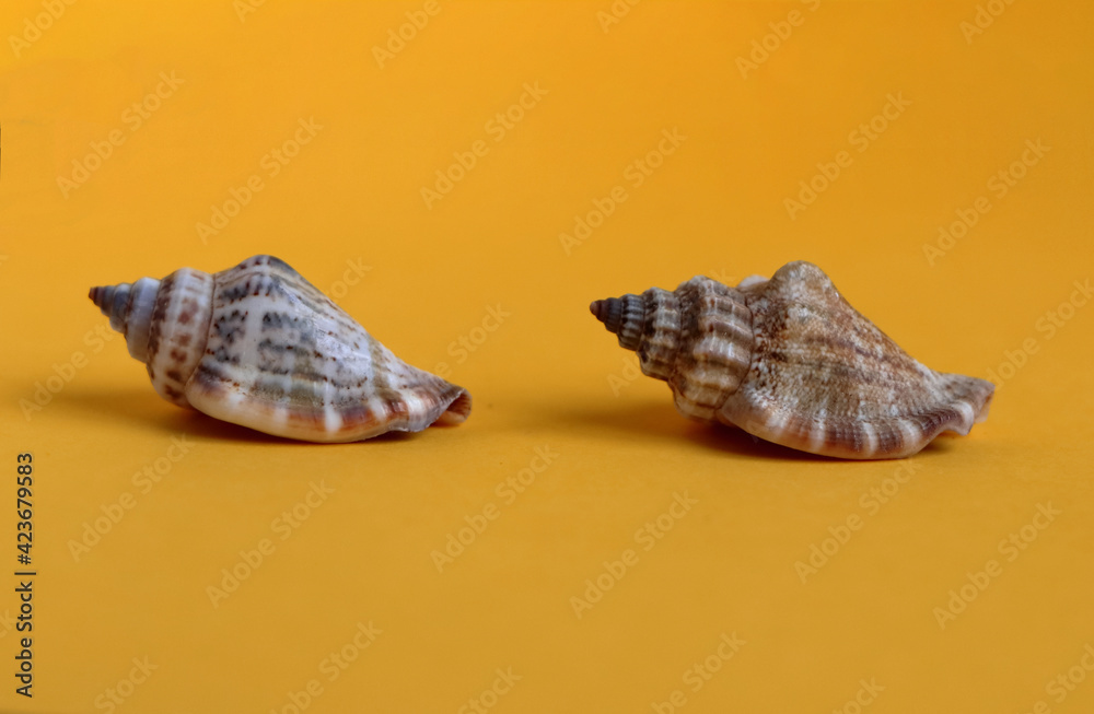 Two spiral shells isolated on orange background. One shell catches up with another. 