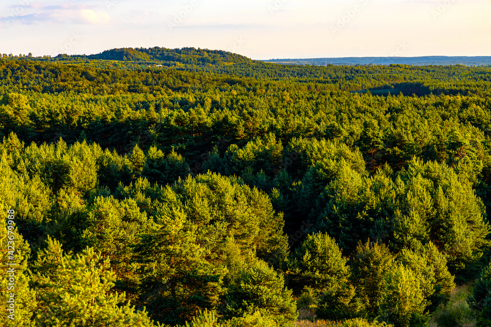Panoramic view of Bledowska Desert plateau bush, wooded and sandy landscape at Czubatka view point near Klucze in Lesser Poland