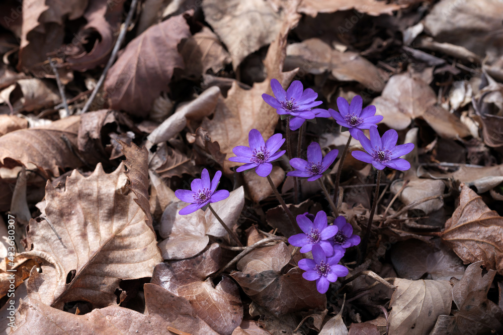 鮮やかな紫色の花をつけたミスミソウ Stock 写真 Adobe Stock