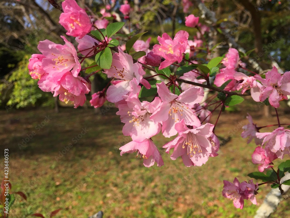 Obraz premium ハナカイドウ