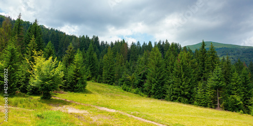 spruce trees in mountains. summer countryside landscape with grass on the hills. nature scenery on a sunny day with clouds on the sky. environment conservation concept