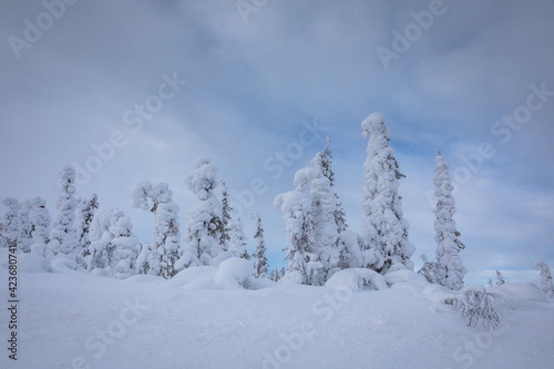 Typical landscapes of Swedish Lapland in winter. Beautiful snow covered trees with lots of snow.
