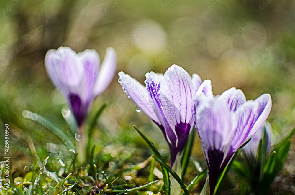 Little first spring flowers in the open air Little first spring flowers in the open air