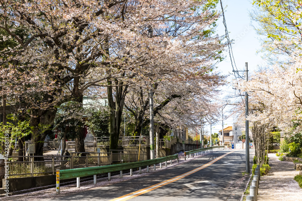 (東京都-風景)世田谷マンション街通りの風景６