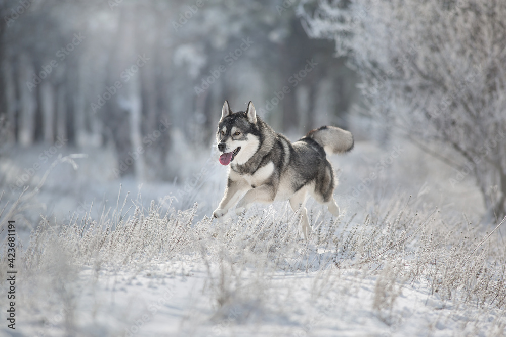 Husky dog run free in winter snow forest