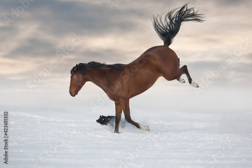 Bay horse play with dog in snow winter field