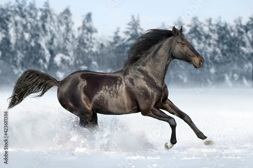 Beautiful horse run gallop in snow field