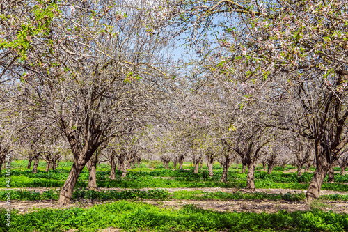 Magnificent almond blossom garden