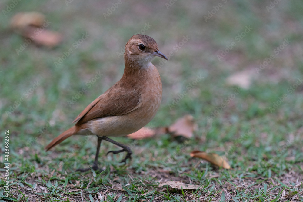 The Rufous hornero (Furnarius rufus)