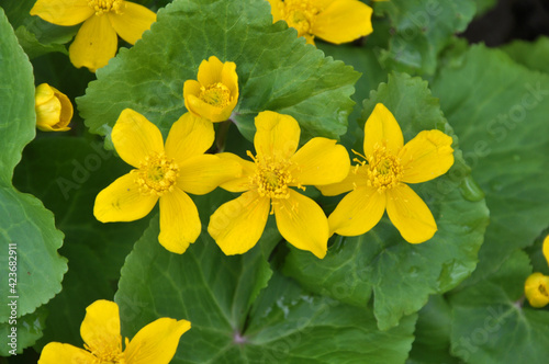 Caltha palustris grows in the moist alder forest