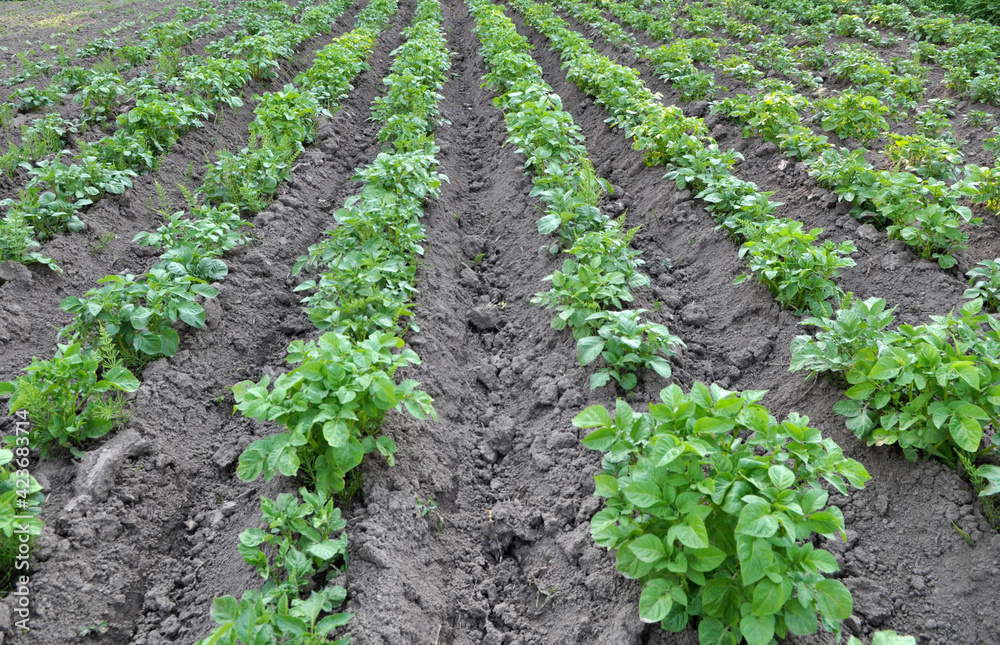 Potatoes are grown in the field Potatoes are grown in the field
