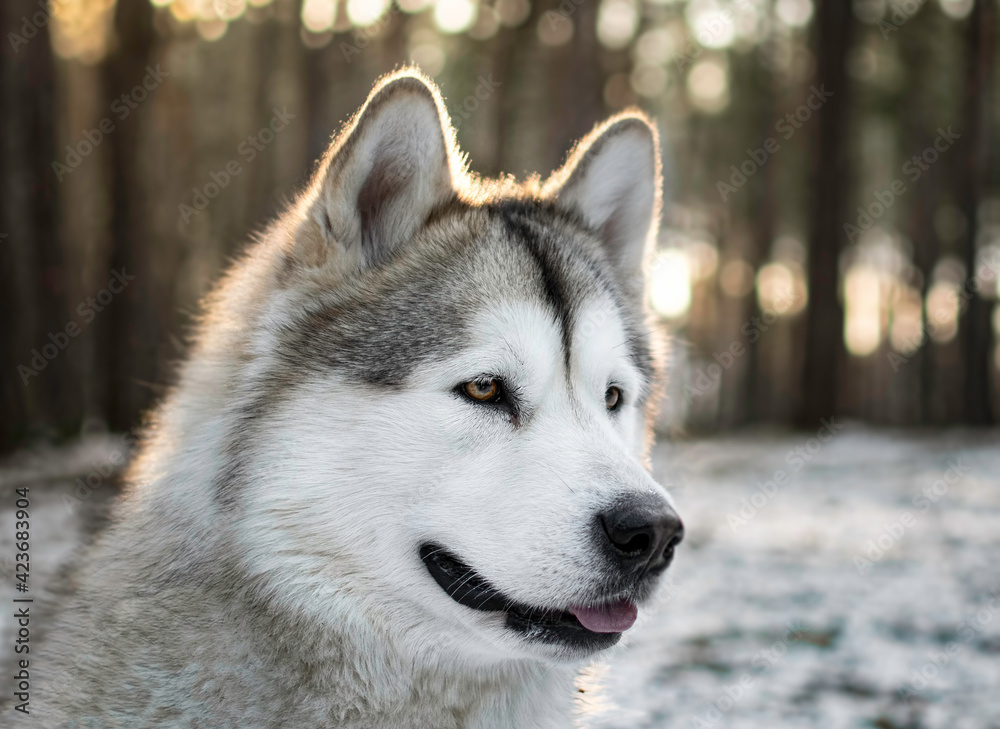 Winter portrait of an adorable Alaskan Malamute girl in the forest. Sunset in the distance illuminating the details. Selective focus on the eyes, blurred background.