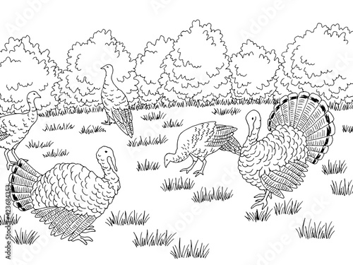 Turkey farm bird yard graphic black white landscape sketch illustration vector