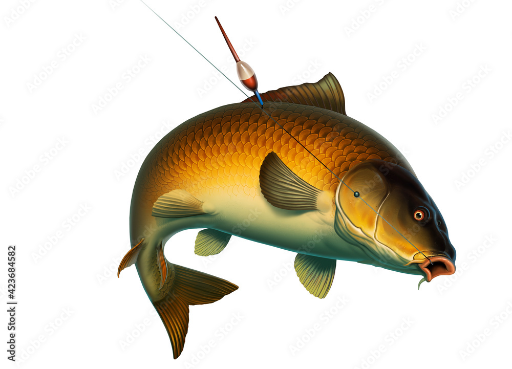 Fishing for carp with a float bait. (koi) realism isolate illustration.  Fishing for big carp, feeder fishing, carp fishing. Stock Illustration