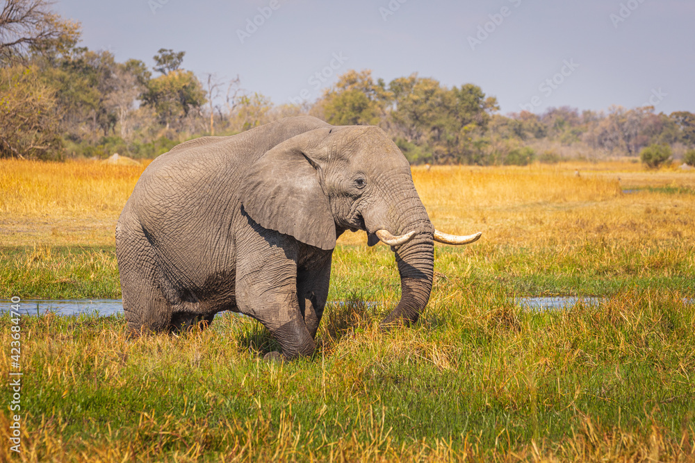 Obraz premium African Elefant (Loxodonta africana) foraging on the grasslands in the floodplain of the Khwai river in Botswana