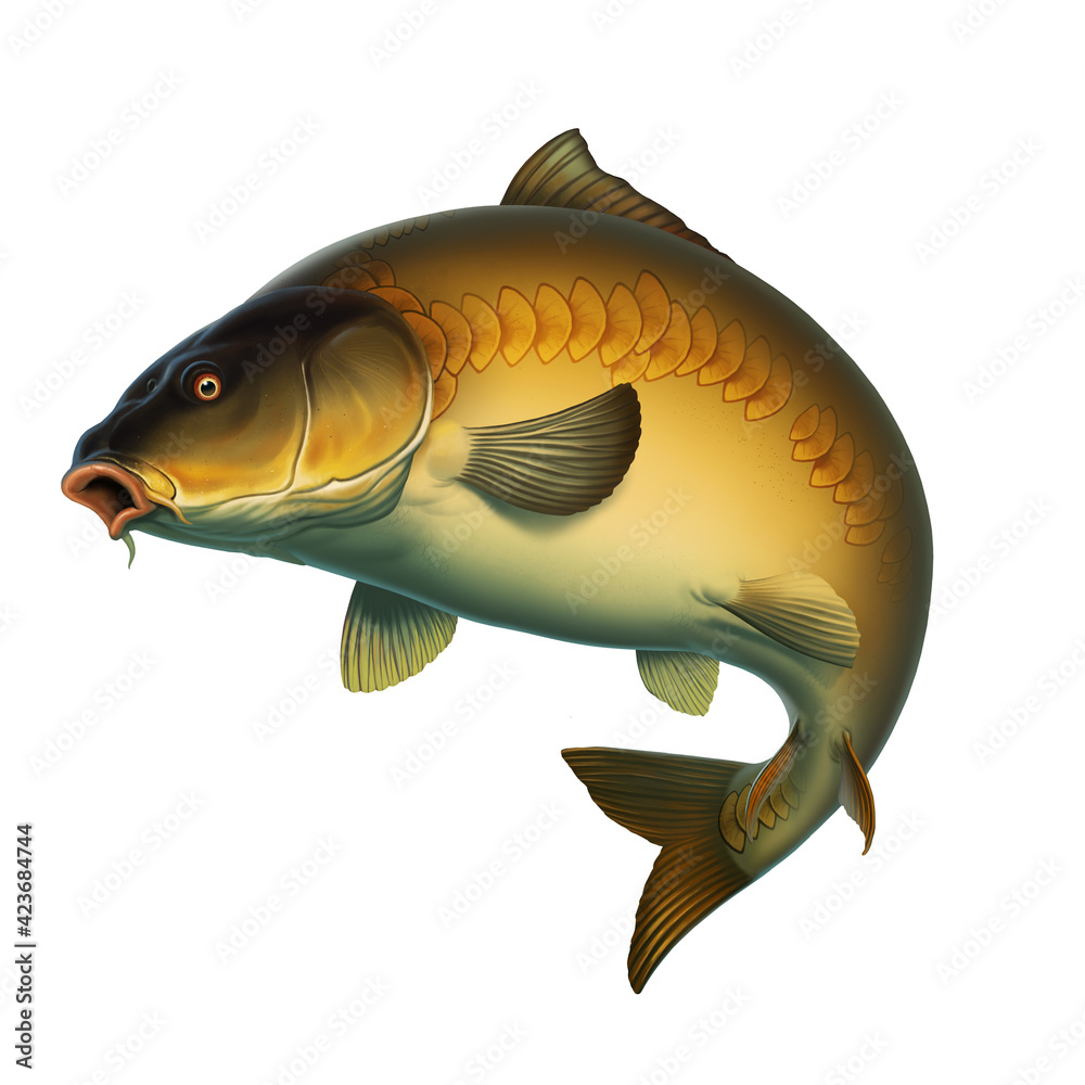 Mirror carp fish (koi) realism isolate illustration. Fishing for big carp,  feeder fishing, carp fishing. Stock Illustration