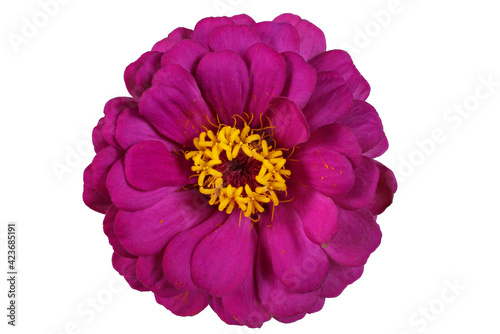 Purple zinnia isolated on white. Very detailed
