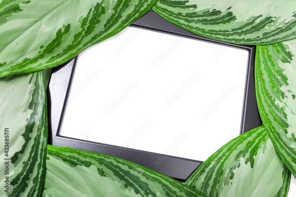 Fototapeta premium tropical leaves isolated on white background with frame text place - Image