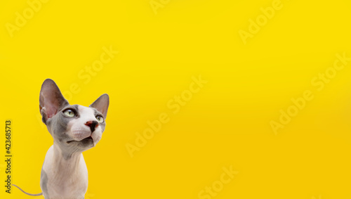 Funny portrait serious sphynx cat. Isolated on yellow background