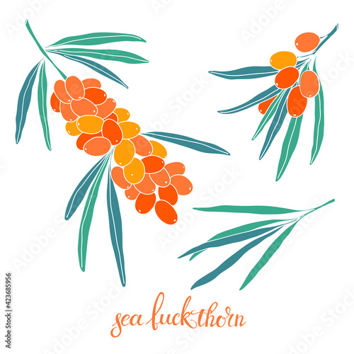 Branch of sea buckthorn, berries and leaves. Cosmetic and medical plant. Vector hand drawn illustration. Isolated elements on white.
