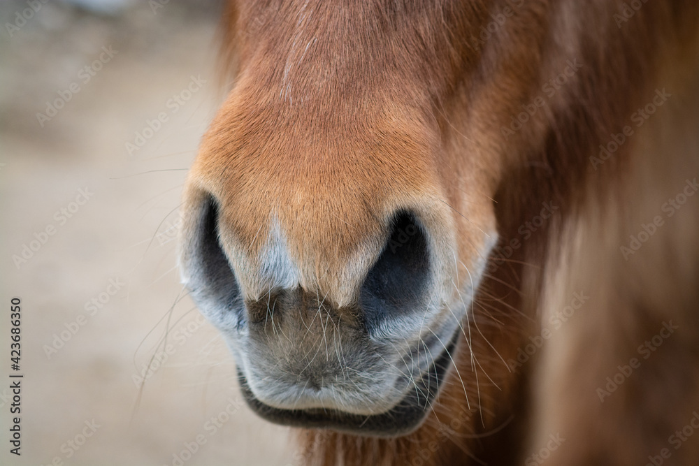 Naklejka premium Islandpferd / Islandpony