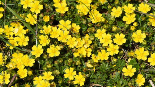 Tapis dense et rampant de corymbes de fleurs sauvages de potentilles printanières (Potentilla verna)