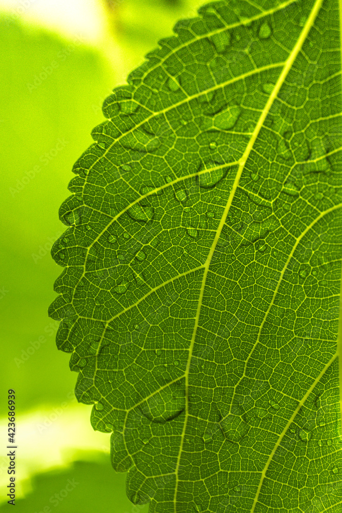 Fototapeta premium Water droplet on green leaf 