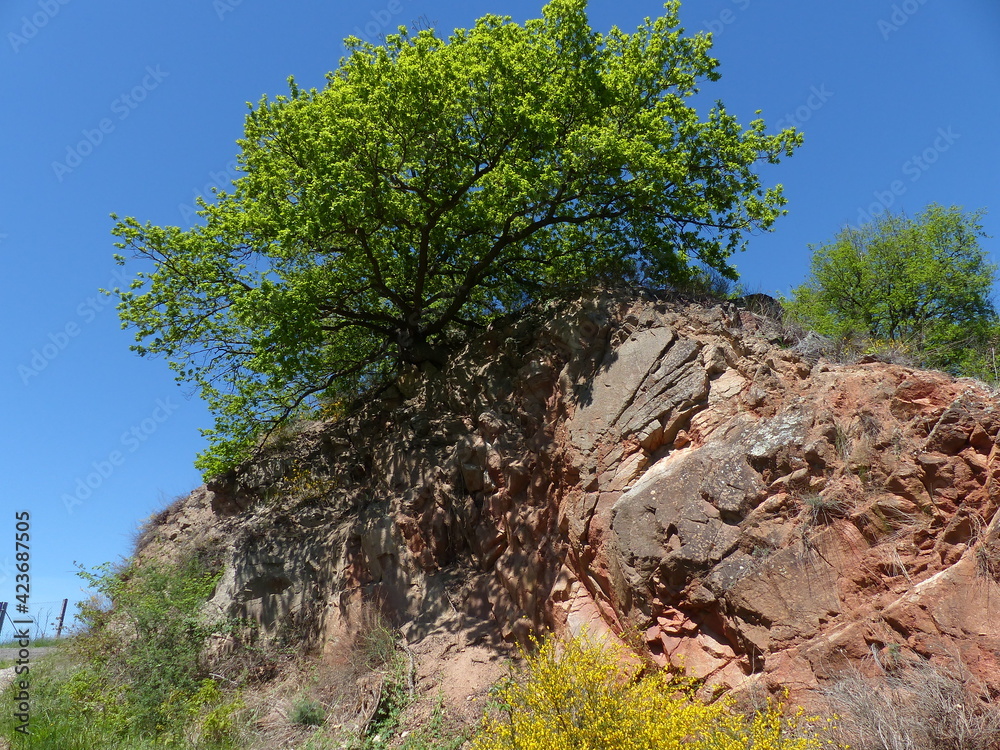 Chêne au soleil en été en haut d'un énorme rocher