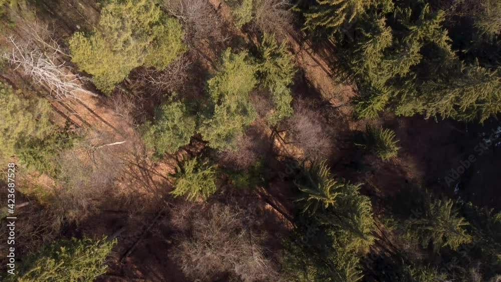 Aerial view above the beautiful mountain forest, during spring. Aerial view above the beautiful mountain forest, during spring.