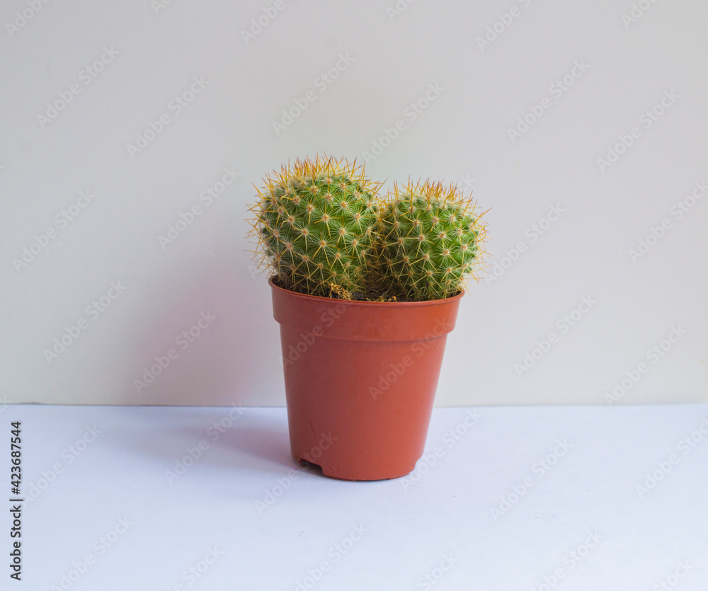 primer plano de un pequeño cactus sobre fondo blanco primer plano de un pequeño cactus sobre fondo blanco