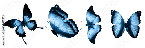 Photography Blue butterflies isolated on white background