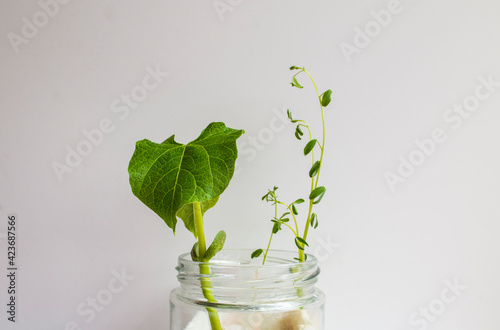 planta de alubia creciendo en un tarro de cristal, plantada en casa con algodones, sobre fondo blanco.