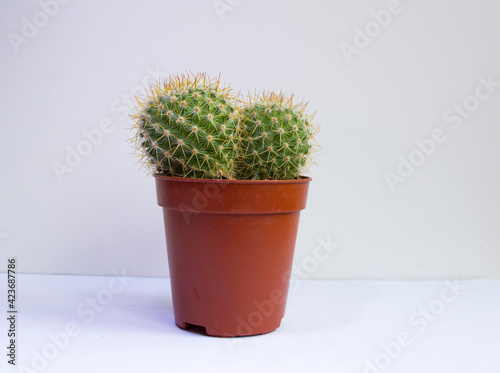 primer plano de un pequeño cactus sobre fondo blanco